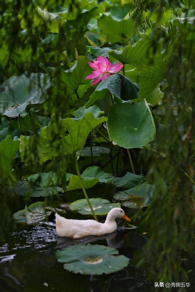 翠湖：十亩荷花鱼世界 夏日赏荷正当时