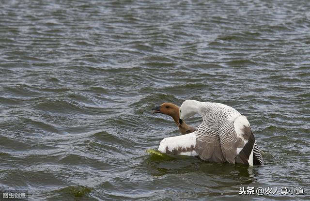 养鹅的几种配种方法，高级养殖技术，在这里分享给大家，共同学习