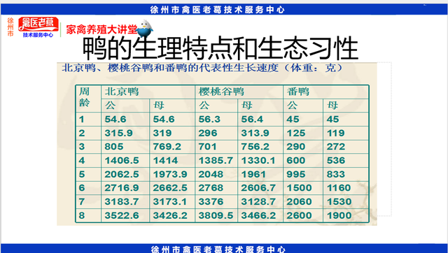 最新养鸭育雏期饲养管理鸭苗1到10天的养殖技术种鸭的饲养与管理