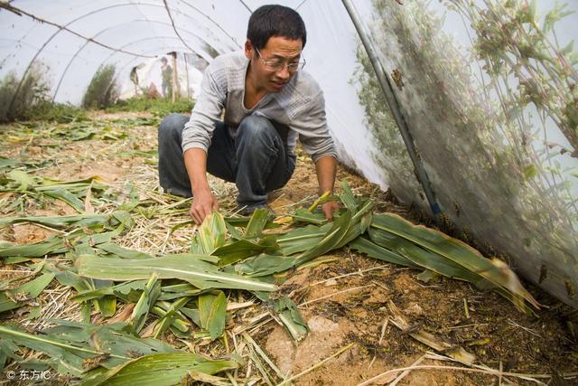 养殖蝗虫有何技术要领？养殖一亩蝗虫需要搭配多少亩牧草？