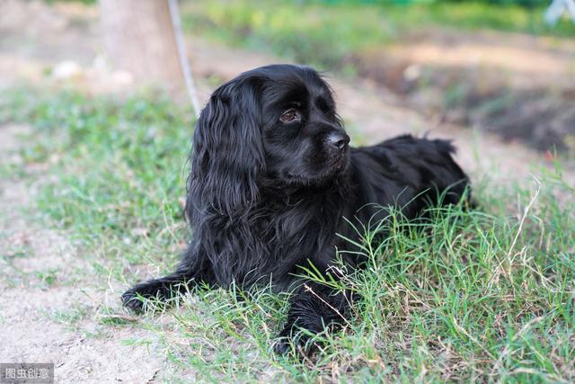 小型犬这么多，我们该养哪一种，看看这十种适合在家饲养的小型犬