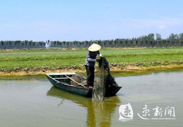 地增产、人增收，泗阳裴圩“稻虾共生”效益高