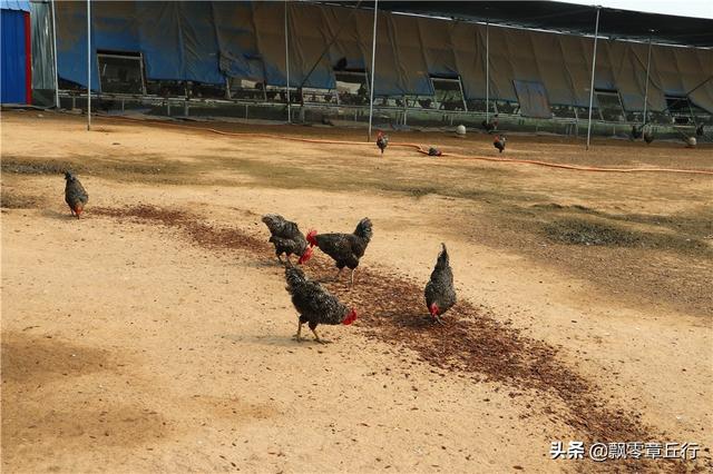 休耕轮作、鸡吃虫、无抗养殖……济南章丘这个地方的鸡是这样养的