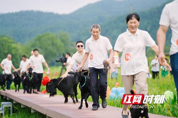 浏阳市高坪镇黑山羊 奔跑在乡村振兴的路上