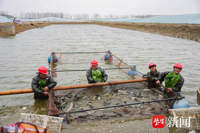 黑鱼翻起“致富浪”，活鱼出水24小时端上长三角餐桌