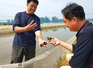 水蛭室内养殖(郯城：用好养殖“生物链”每亩水蛭省三千)