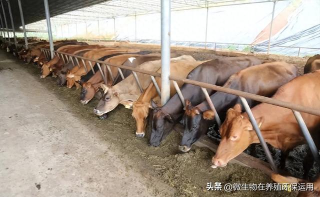 广西南宁市一个存栏约五千头环保牛场备受关注，微生物技术显神威