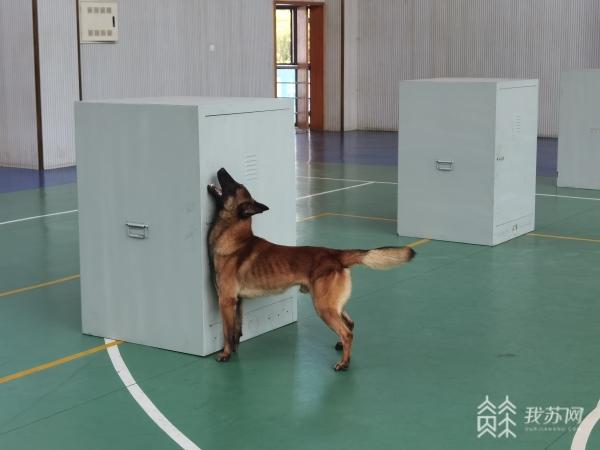 探访南京消防搜救犬训练基地 原来神勇搜救犬是这样炼成的