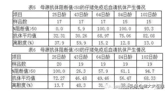 合理的猪瘟免疫程序，养猪人你知道吗？