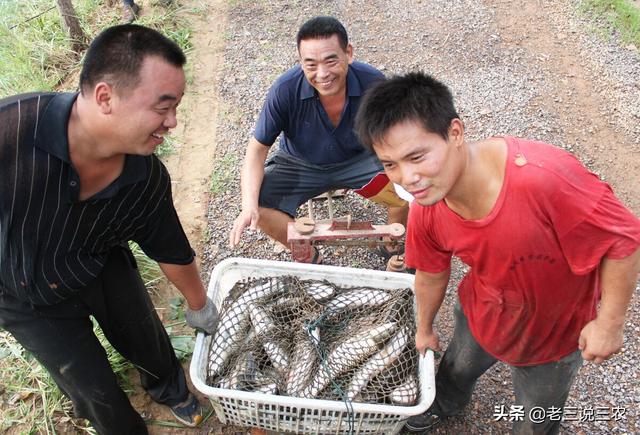 教你如何养鲤鱼，这些方法简单易学效果好，学会不吃亏