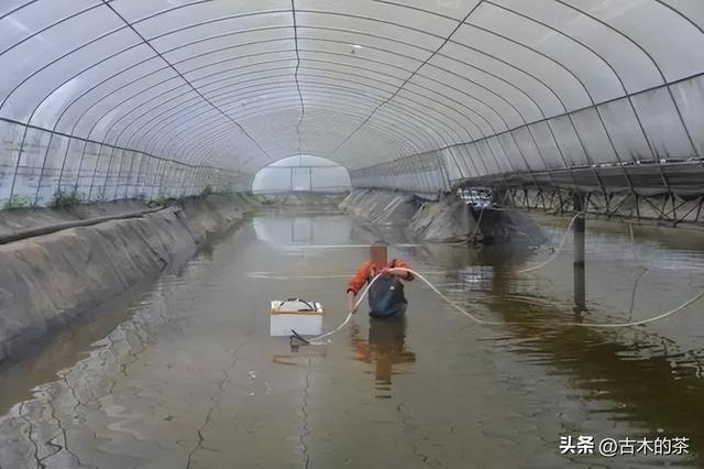 周氏新对虾的生物学特性及养殖技术