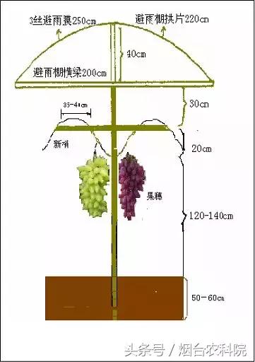 设施葡萄几种树形的介绍