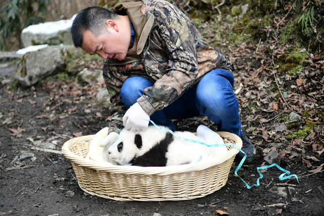 大熊猫交配有多难？一年发情仅5天，交配前还要“比武招亲”