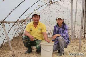 孟村蚂蚱养殖基地(蚂蚱今后还能不能售卖？？急坏了盐山“蚂蚱王”贾兆龙)