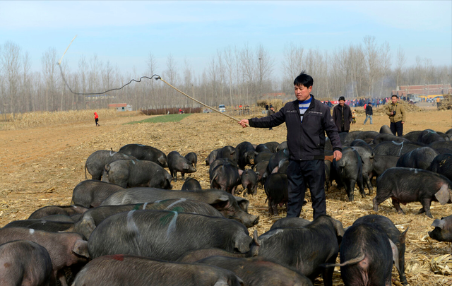 退伍老兵返乡养黑猪，一年卖出5000万，带领老乡一起走上致富路