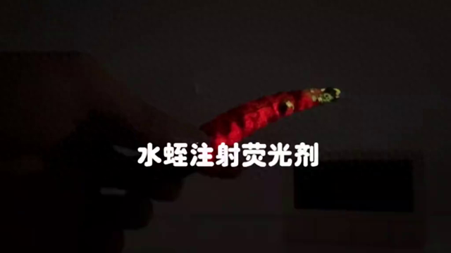 给水蛭注射荧光剂填满水蛭身体，他能活下来嘛？#科学小实验