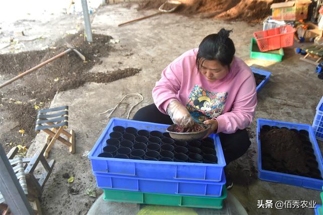 农民养殖蚯蚓，从农业“陷阱”到致富能手，只差一个养牛场