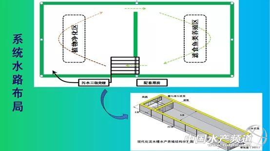 跑道鱼：池塘内循环养殖系统养殖技术分享