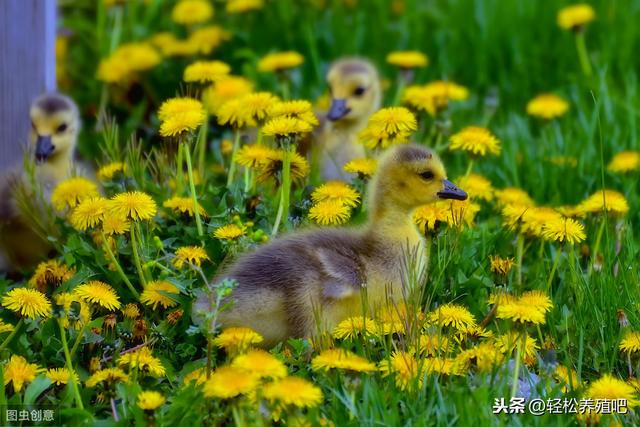 揭秘12道中草药养鸡秘方----带你养好鸡，轻松防治鸡病