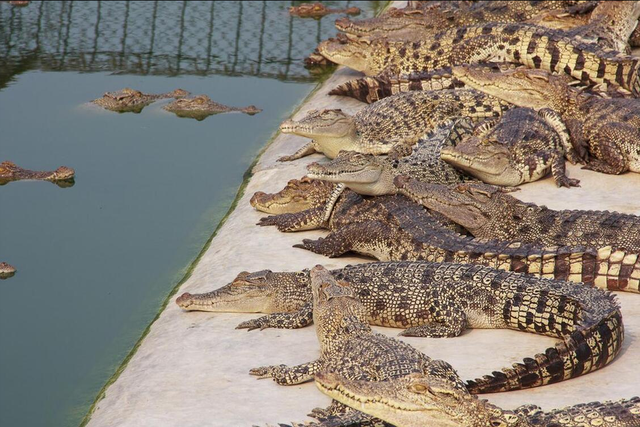 特种养殖：鳄鱼养殖的现状与前景