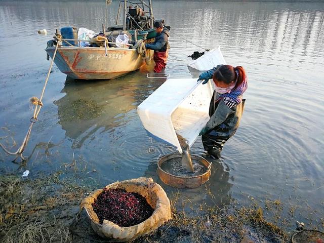 “水蚯蚓”是什么？捕捞一晚能卖一万元，逮到罚款是获利的40倍