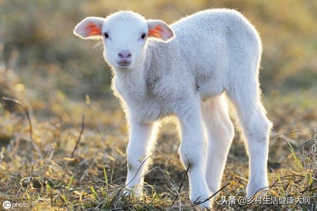 养什么羊、利润高、风险低、养殖的利润及前景。养殖资深来告诉您