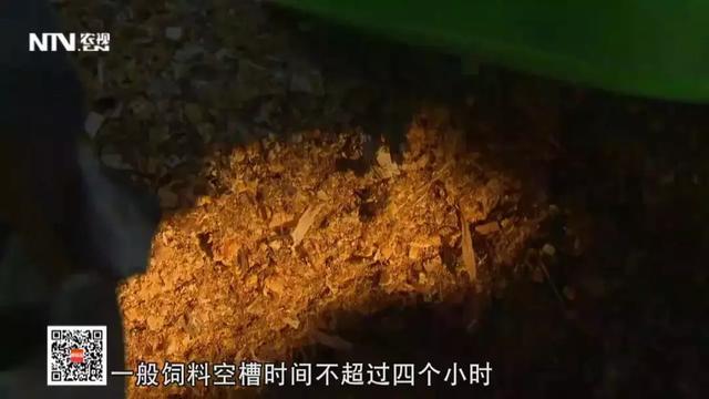 奶牛也能产高级牛肉？找对了路子，更赚钱