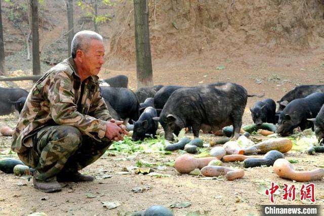 山东五旬老汉演绎“爱林说”开荒山辟窑洞养殖藏香猪