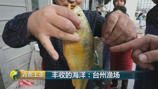 一斤千元的黄鱼、味道鲜美的九节虾……富饶的东海还有这些收获！