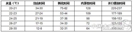 干货丨鳜鱼养殖过程全面解读