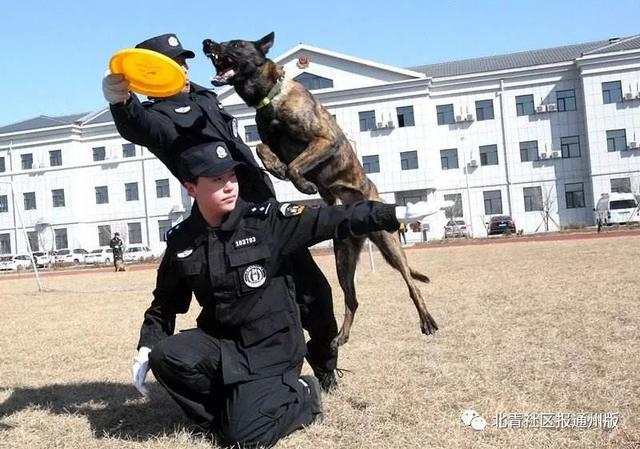 面向通州猛招500人！警犬训导员+辅警，年薪10万！赶紧报名！