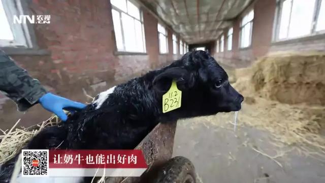 奶牛也能产高级牛肉？找对了路子，更赚钱