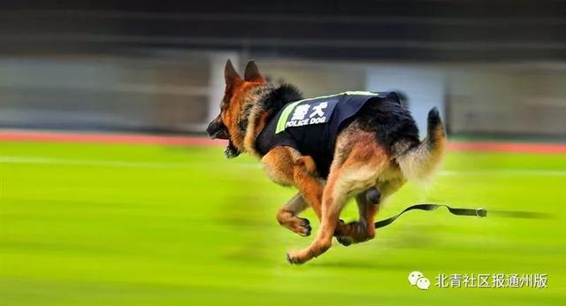 面向通州猛招500人！警犬训导员+辅警，年薪10万！赶紧报名！