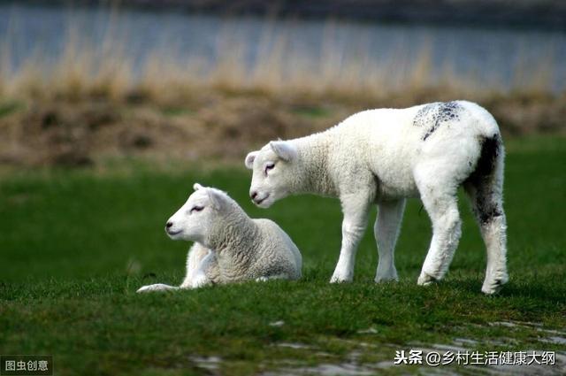 养什么羊、利润高、风险低、养殖的利润及前景。养殖资深来告诉您