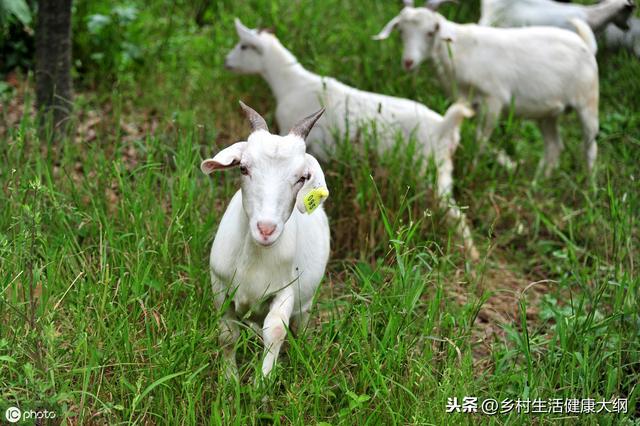 养什么羊、利润高、风险低、养殖的利润及前景。养殖资深来告诉您