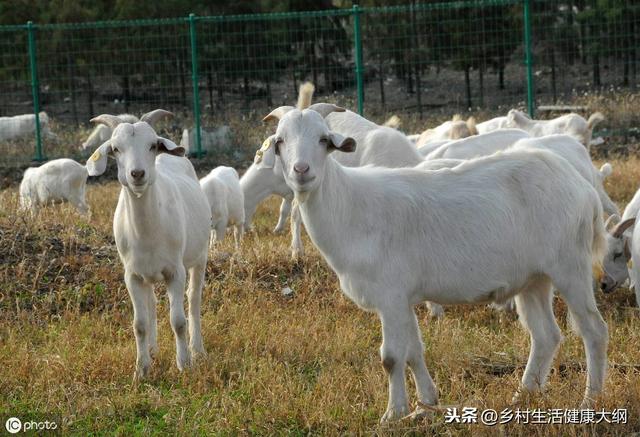 养什么羊、利润高、风险低、养殖的利润及前景。养殖资深来告诉您