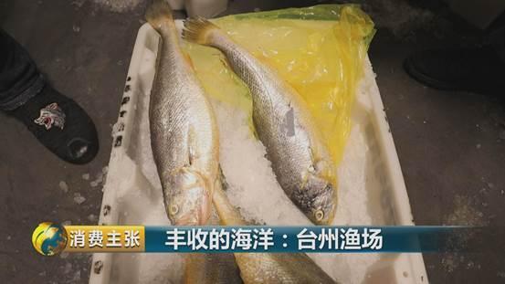 一斤千元的黄鱼、味道鲜美的九节虾……富饶的东海还有这些收获！