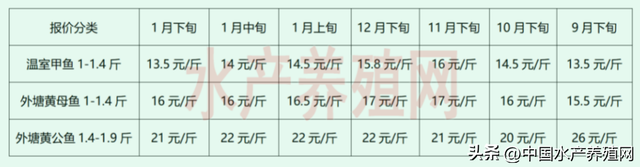 疯狂扩张！恶果显现！甲鱼价格一年不如一年，这个春节能反弹吗？