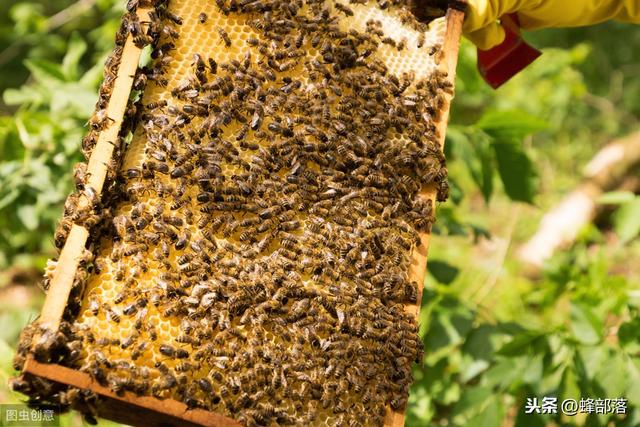 农村土地里发现的野蜂群，如何进行养殖？2种方式随你选