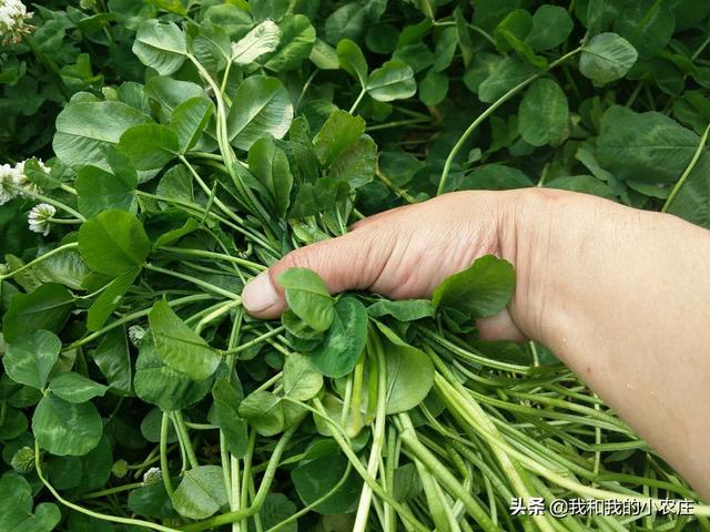 林下地、边闲地种植白三叶，喂猪羊，需掌握4要点