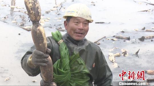 综合种养助农增收 湖南南县农民挖藕日进六百