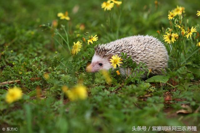 「紫塞明珠」三农养殖｜一年四季刺猬饲养的注意要点！