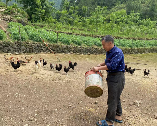 奉节有个熊宣凤：散养土鸡变为致富“金凤凰”