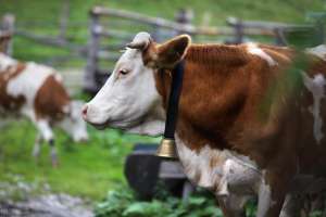 西门塔尔牛 养殖技术(西门塔尔牛的特点和饲养管理方法，西门塔尔肉牛怎么喂养最好？)