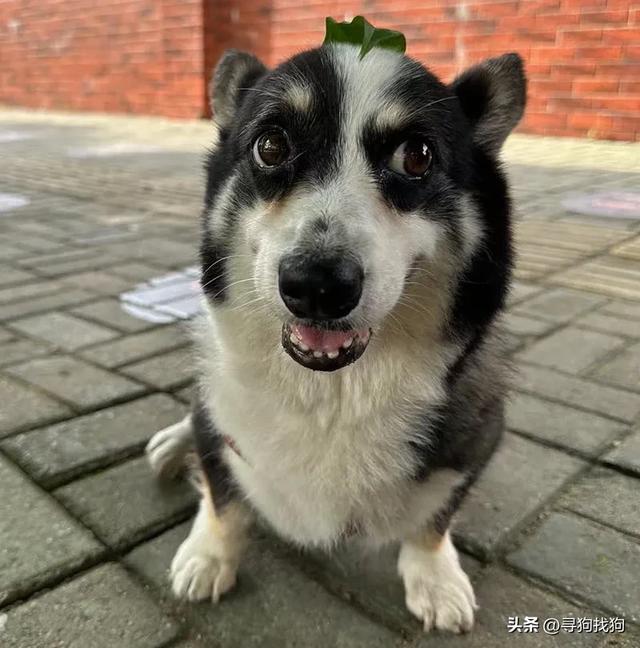 南宁市横州市300寻找柯基犬