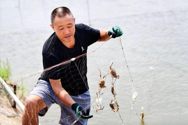 探秘青岛最大梭蟹“牧场”！想不到，梭子蟹是这么养大的……