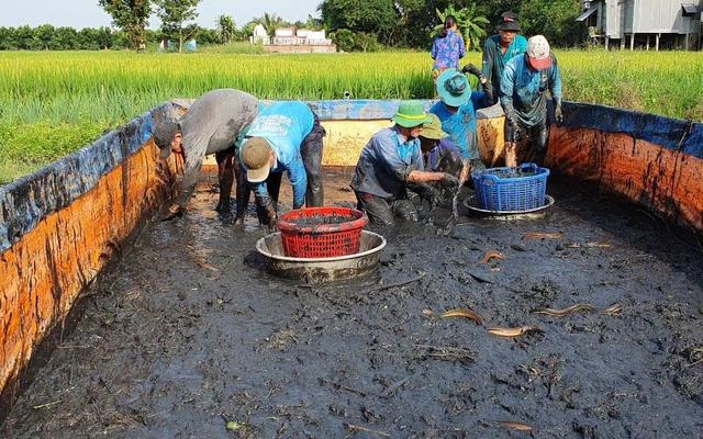 越南人20平方米的泥潭高密度养黄鳝，1亩地能挣5万元，大家相信吗