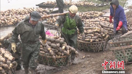 综合种养助农增收 湖南南县农民挖藕日进六百