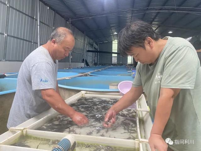 利川山间水养出了“海味”三文鱼