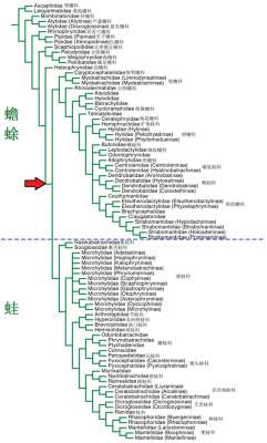 北方青蛙养殖技术(山东蛙类鉴别图谱)